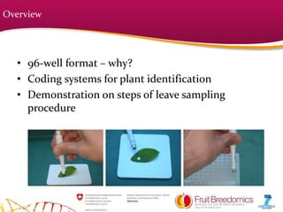 Overview
• 96-well format – why?
• Coding systems for plant identification
• Demonstration on steps of leave sampling
procedure
 