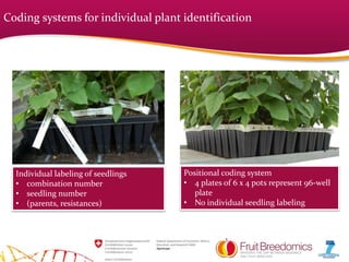 Coding systems for individual plant identification
Individual labeling of seedlings
• combination number
• seedling number
• (parents, resistances)
Positional coding system
• 4 plates of 6 x 4 pots represent 96-well
plate
• No individual seedling labeling
 