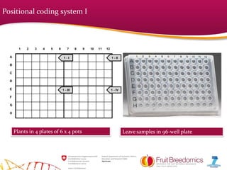 1 2 3 4 5 6 7 8 9 10 11 12
A
B
C
D
E
F
G
H
1 - I 1 - II
1 - III 1 - IV
Positional coding system I
Plants in 4 plates of 6 x 4 pots Leave samples in 96-well plate
 