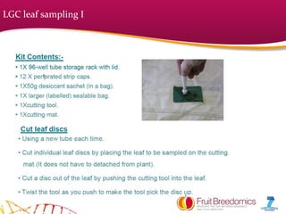 LGC leaf sampling I
 
