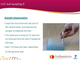 LGC leaf sampling II
 