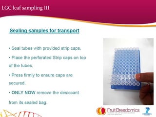 LGC leaf sampling III
 