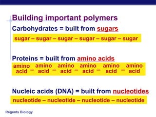 Building important polymers
   Carbohydrates = built from sugars
    sugar – sugar – sugar – sugar – sugar – sugar


   Proteins = built from amino acids
    amino amino amino amino amino amino
     acid – acid – acid – acid – acid – acid


   Nucleic acids (DNA) = built from nucleotides
    nucleotide – nucleotide – nucleotide – nucleotide
Regents Biology
 