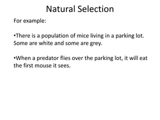 Natural Selection
For example:
•There is a population of mice living in a parking lot.
Some are white and some are grey.
•When a predator flies over the parking lot, it will eat
the first mouse it sees.

 
