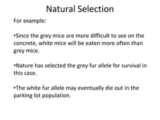 Natural Selection
For example:
•Since the grey mice are more difficult to see on the
concrete, white mice will be eaten more often than
grey mice.
•Nature has selected the grey fur allele for survival in
this case.
•The white fur allele may eventually die out in the
parking lot population.

 