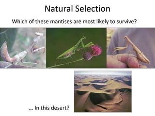 Natural Selection
Which of these mantises are most likely to survive?

... In this desert?

 