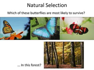 Natural Selection
Which of these butterflies are most likely to survive?

... In this forest?

 