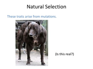 Natural Selection
These traits arise from mutations.

(Is this real?)

 