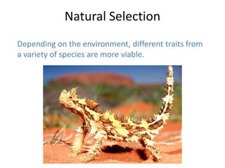 Natural Selection
Depending on the environment, different traits from
a variety of species are more viable.

 