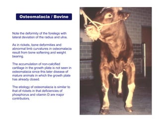 02_disease of bone_metabolic general.pdf