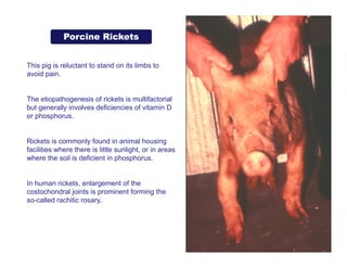 02_disease of bone_metabolic general.pdf