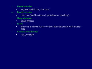 Linear elevation superior nuchal line, iliac crest Round elevation tubercule (small eminence), protuberance (swelling) Sharp elevation spine, process Facets area with a smooth surface where a bone articulates with another bone Rounded articular area head, condyle 