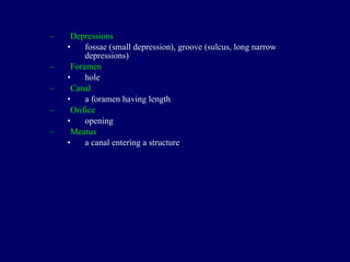 Depressions fossae (small depression), groove (sulcus, long narrow depressions) Foramen hole Canal a foramen having length Orifice opening Meatus a canal entering a structure 