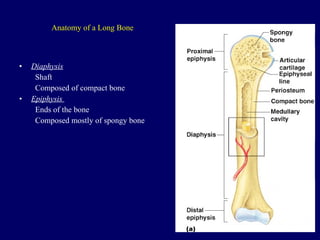 Anatomy of a Long Bone Diaphysis Shaft Composed of compact bone Epiphysis  Ends of the bone Composed mostly of spongy bone Figure 5.2a 
