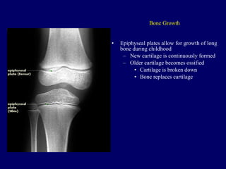 Bone Growth Epiphyseal plates allow for growth of long bone during childhood New cartilage is continuously formed Older cartilage becomes ossified Cartilage is broken down Bone replaces cartilage 
