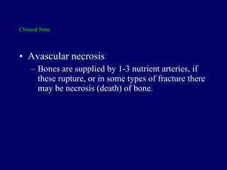Clinical Note Avascular necrosis Bones are supplied by 1-3 nutrient arteries, if these rupture, or in some types of fracture there may be necrosis (death) of bone. 