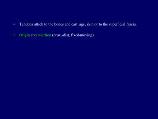 Tendons attach to the bones and cartilage, skin or to the superficial fascia. Origin  and  insertion  (prox.-dist, fixed-moving) 