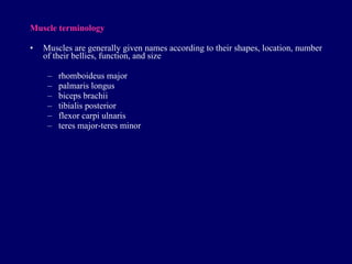 Muscle terminology Muscles are generally given names according to their shapes, location, number of their bellies, function, and size rhomboideus major palmaris longus biceps brachii tibialis posterior flexor carpi ulnaris teres major-teres minor 