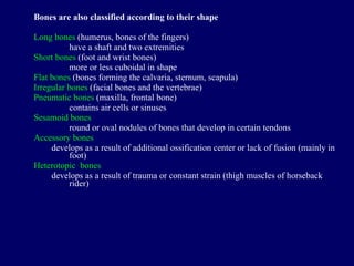 Bones are also classified according to their shape Long bones  (humerus, bones of the fingers) have a shaft and two extremities Short bones  (foot and wrist bones) more or less cuboidal in shape Flat bones  (bones forming the calvaria, sternum, scapula) Irregular bones  (facial bones and the vertebrae) Pneumatic bones  (maxilla, frontal bone) contains air cells or sinuses Sesamoid bones round or oval nodules of bones that develop in certain tendons Accessory bones develops as a result of additional ossification center or lack of   fusion (mainly in foot) Heterotopic  bones develops as a result of trauma or constant strain (thigh muscles of horseback rider) 