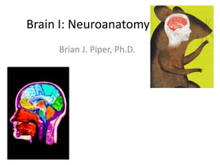 Brain I: Neuroanatomy
     Brian J. Piper, Ph.D.
 