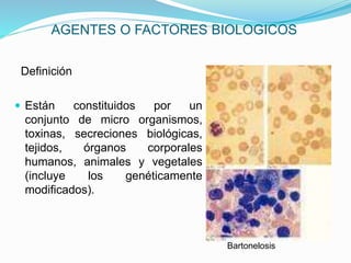 AGENTES O FACTORES BIOLOGICOS
Definición
 Están constituidos por un
conjunto de micro organismos,
toxinas, secreciones biológicas,
tejidos, órganos corporales
humanos, animales y vegetales
(incluye los genéticamente
modificados).
Bartonelosis
 