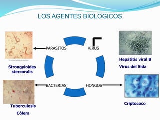 LOS AGENTES BIOLOGICOS
HONGOS
VIRUSPARASITOS
BACTERIAS
Hepatitis viral B
Virus del SidaStrongyloides
stercoralis
Criptococo
Tuberculosis
Cólera
 