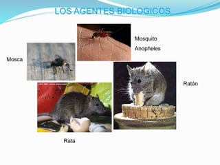 LOS AGENTES BIOLOGICOS
Rata
Mosquito
Anopheles
Mosca
Ratón
 