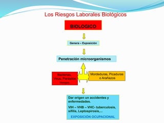 Los Riesgos Laborales Biológicos
BIOLOGICO
Genera – Exposición
Penetración microorganismos
Bacterias,
Virus, Parásitos
Hongos,
Mordeduras, Picaduras
o Arañazos
Dar origen un accidentes y
enfermedades.
VIH – VHB – VHC- tuberculosis,
sífilis, Leptospirosis,...
EXPOSICIÓN OCUPACIONAL
 