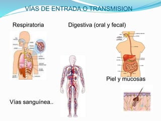 VÍAS DE ENTRADA O TRANSMISION
Respiratoria Digestiva (oral y fecal)
Piel y mucosas
Vías sanguínea..
 