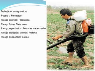 Trabajador en agricultura
Puesto ;: Fumigador
Riesgo químico: Plaguicida
Riesgo físico: Calor solar
Riesgo ergonómico: Posturas inadecuadas
Riesgo biológico: Micosis, malaria
Riesgo psicosocial: Estrés
 
