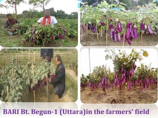 Success of Bt Brinjal in Bangladesh