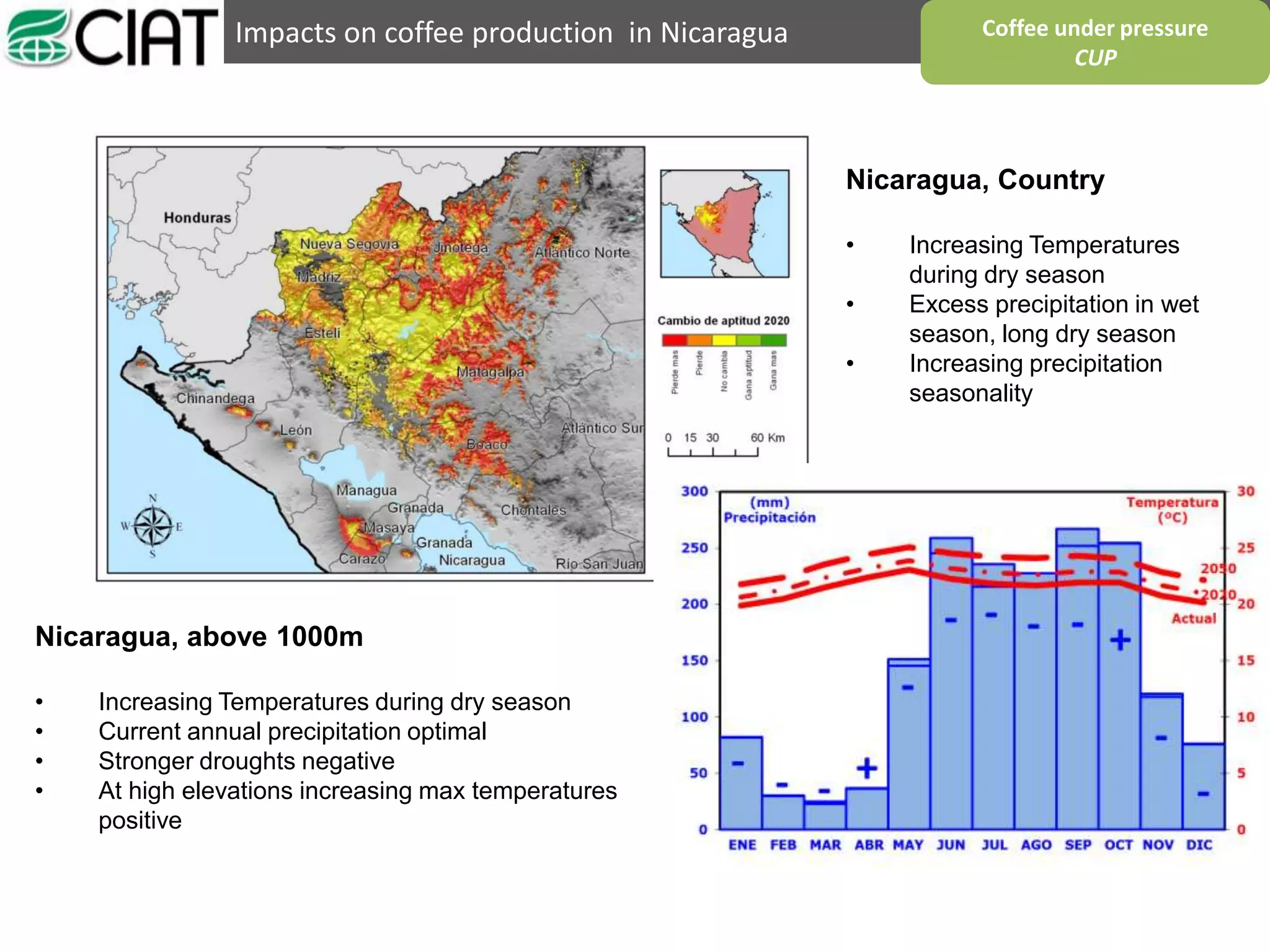 Impacts on coffee production in Nicaragua Coffee under pressure
CUP
Nicaragua, Country
• Increasing Temperatures
during dry season
• Excess precipitation in wet
season, long dry season
• Increasing precipitation
seasonality
Nicaragua, above 1000m
• Increasing Temperatures during dry season
• Current annual precipitation optimal
• Stronger droughts negative
• At high elevations increasing max temperatures
positive
 