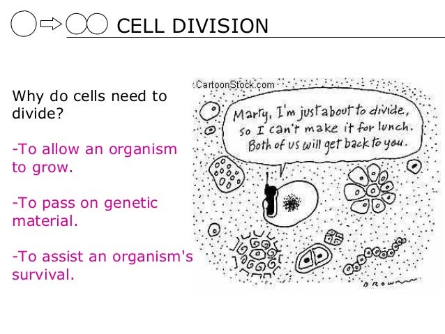 why do cells divide