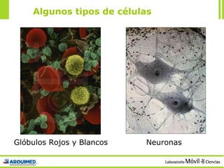 Algunos tipos de células Glóbulos Rojos y Blancos Neuronas 