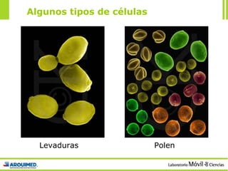 Polen Levaduras Algunos tipos de células 
