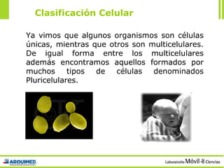 Clasificación Celular Ya vimos que algunos organismos son células únicas, mientras que otros son multicelulares. De igual forma entre los multicelulares además encontramos aquellos formados por muchos tipos de células denominados Pluricelulares. 