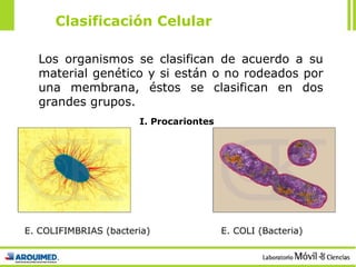 Los organismos se clasifican de acuerdo a su material genético y si están o no rodeados por una membrana, éstos se clasifican en dos grandes grupos. Clasificación Celular E. COLI (Bacteria) E. COLIFIMBRIAS (bacteria) I. Procariontes 