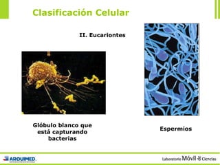 Clasificación Celular Glóbulo blanco que está capturando bacterias II. Eucariontes Espermios 