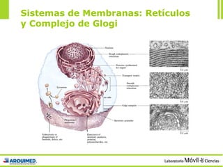 Sistemas de Membranas: Retículos y Complejo de Glogi 