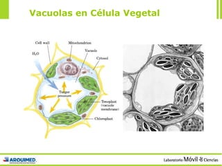 Vacuolas en Célula Vegetal 