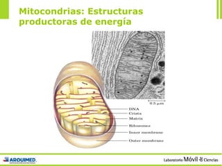 Mitocondrias: Estructuras productoras de energía 