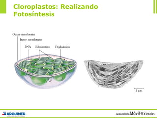 Cloroplastos: Realizando Fotosíntesis 