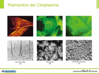 Filamentos del Citoplasma 