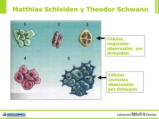 Matthias Schleiden y Theodor Schwann Células vegetales observadas por Schleiden. Células animales observadas por Schwann 