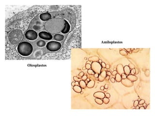 Oleoplastos Amiloplastos 