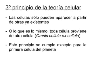 3º principio de la teoría celular   Las células sólo pueden aparecer a partir de otras ya existentes O lo que es lo mismo, toda célula proviene de otra célula ( Omnis cellula ex cellula ) Este principio se cumple excepto para la primera célula del planeta 