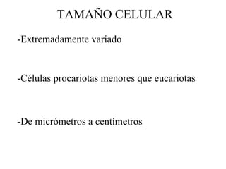 TAMAÑO CELULAR Extremadamente variado Células procariotas menores que eucariotas De micrómetros a centímetros 
