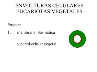 ENVOLTURAS CELULARES EUCARIOTAS VEGETALES Poseen: 1: membrana plasmática y pared celular vegetal 