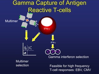 CTLMultimer
Multimer
selection
IFN-
Gamma interferon selection
IFN-
Gamma Capture of Antigen
Reactive T-cells
Feasible for high frequency
T-cell responses: EBV, CMV
 