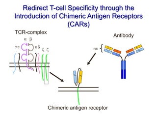 Redirect T-cell Specificity through the
Introduction of Chimeric Antigen Receptors
(CARs)
vL
vH
CH1
CL
Antibody
Fab
vH vL
Chimeric antigen receptor
TCR-complex
 